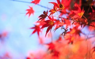 Картинка осень, небо, дерево, крона, листья, клен, красный