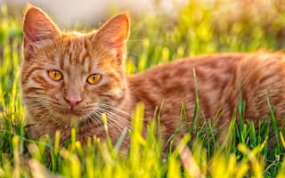 Обои кот, котэ, кошка, рыжий, трава
