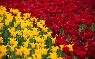Обои красные, жёлтые, поле, тюльпаны