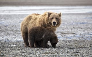 Картинка медвежонок, берег, семья, мама, малыш, камешки, пара, медведица, медведи