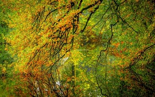 Картинка nature, forest, листья, отражение, река, river, leaves, осень, reflection, hdr, вода, лес, water, autumn, природа, trees, деревья