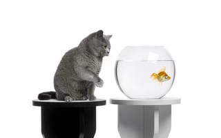 Картинка кот, аквариум, рыбка