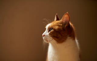 Картинка кот, кошка, бело-рыжий