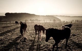 Картинка поле, Пастбище, лошади