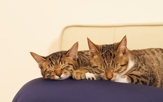 Картинка кошки, спят, подушка, сон, коты