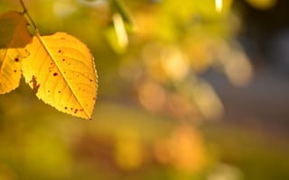 Картинка осень, макро, размытость, листья, зелень, желтые, боке, листики