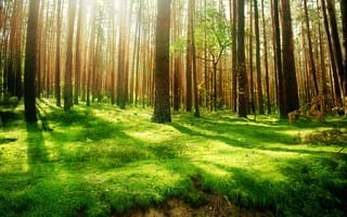 Картинка лес, Beautiful wood, природа, высоченные, деревья, старинный