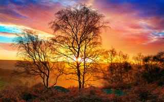 Картинка осень, тепло, небо, солнце, дерево, природа, свет