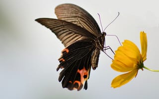 Обои бабочка, крылья, насекомое, цветок