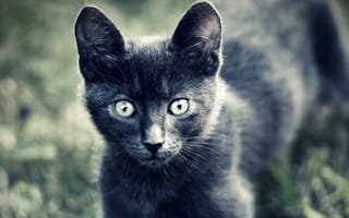 Картинка кошка, взгляд, шерсть, котенок, глаза, животные, серый