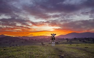 Картинка sky, farm, cows, barrington, Sunset, gloucester