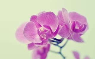 Обои цветы, розовый, орхидеи