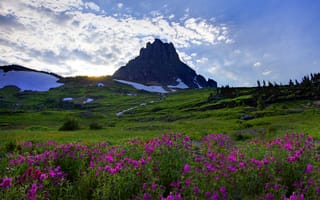 Картинка трава, снег, деревья, цветы, montana, glacier national park, небо, сша, гора