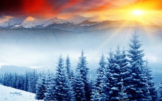 Обои лес, сопки, снег, ёлки, солнце