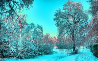 Картинка снег, голубой, свет, деревья, зима, иней