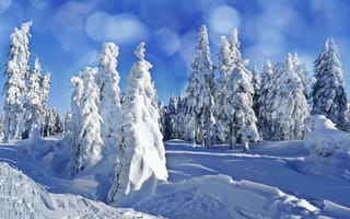 Обои зима, пейзаж, ели, деревья, снег, ёлки, елки, природа, сугробы