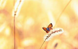 Картинка бабочка, лето, трава