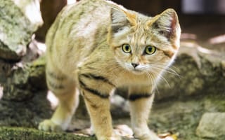 Картинка барханный кот, кот, дикое животное