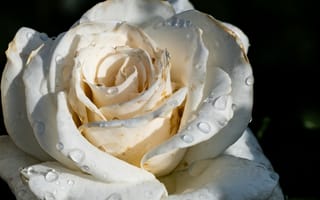 Картинка роза, цветок, белый