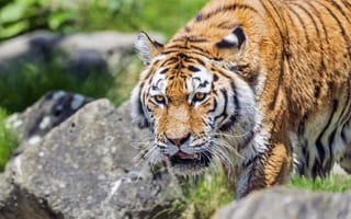 Картинка тигр, дикое животное, мокрый