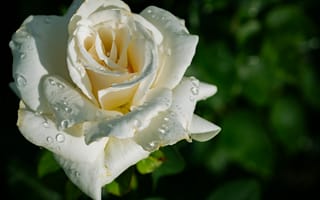 Картинка роза, лепестки, белый