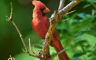 Картинка красный кардинал, птица, дерево