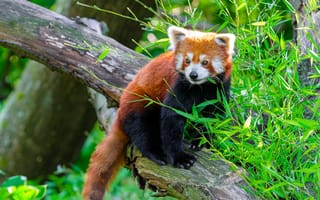 Картинка красная панда, животное, бревно