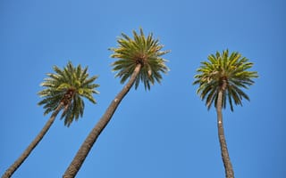 Картинка пальма, дерево, небо