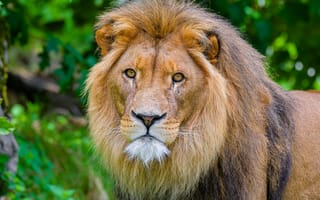 Картинка лев, хищник, дикое животное