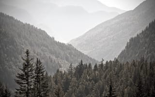Картинка деревья, туман, горы