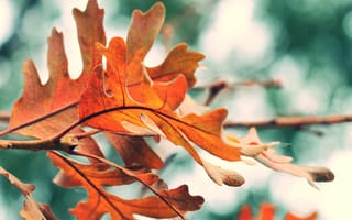Картинка листья, осень, оранжевый