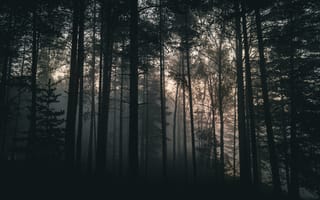 Картинка деревья, лес, туман