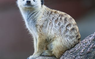 Картинка сурикат, милый, забавный