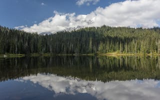 Картинка лес, деревья, озеро
