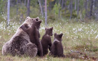 Картинка медведи, детеныши, трава