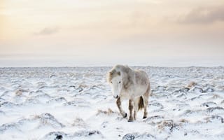 Обои лошадь, снег, зима