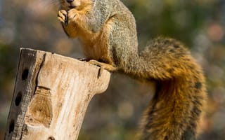 Картинка белка, бревно, милый