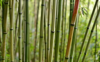 Картинка бамбук, макро, стволы