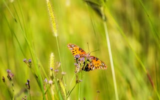 Картинка геликонида диона, бабочка, трава