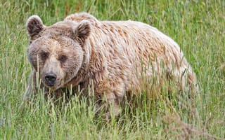 Картинка медведь, животное, трава