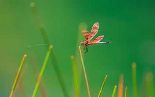 Картинка стрекоза, насекомое, трава
