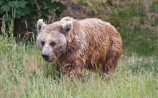 Картинка медведь, мокрый, трава