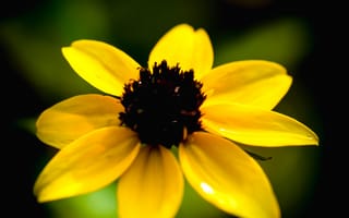 Картинка рудбекия, цветок, желтый