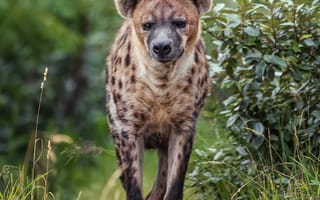 Картинка гиена, хищник, дикое животное