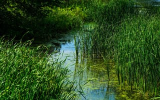 Картинка трава, вода, болото