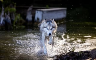 Картинка сибирский хаски, собака, питомец