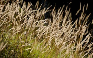Картинка трава, пух, растения