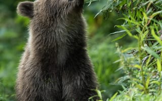 Картинка медвежонок, медведь, высунутый язык