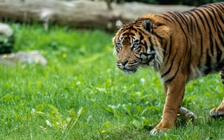 Картинка тигр, хищник, трава