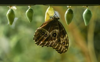 Картинка морфо пелеида, бабочка, макро